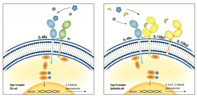一招解决「七年之痒」!特应性皮炎药物Dupilumab步入中国,深度解读治疗中重度「难忍之痒」的全新利器|奇点深度