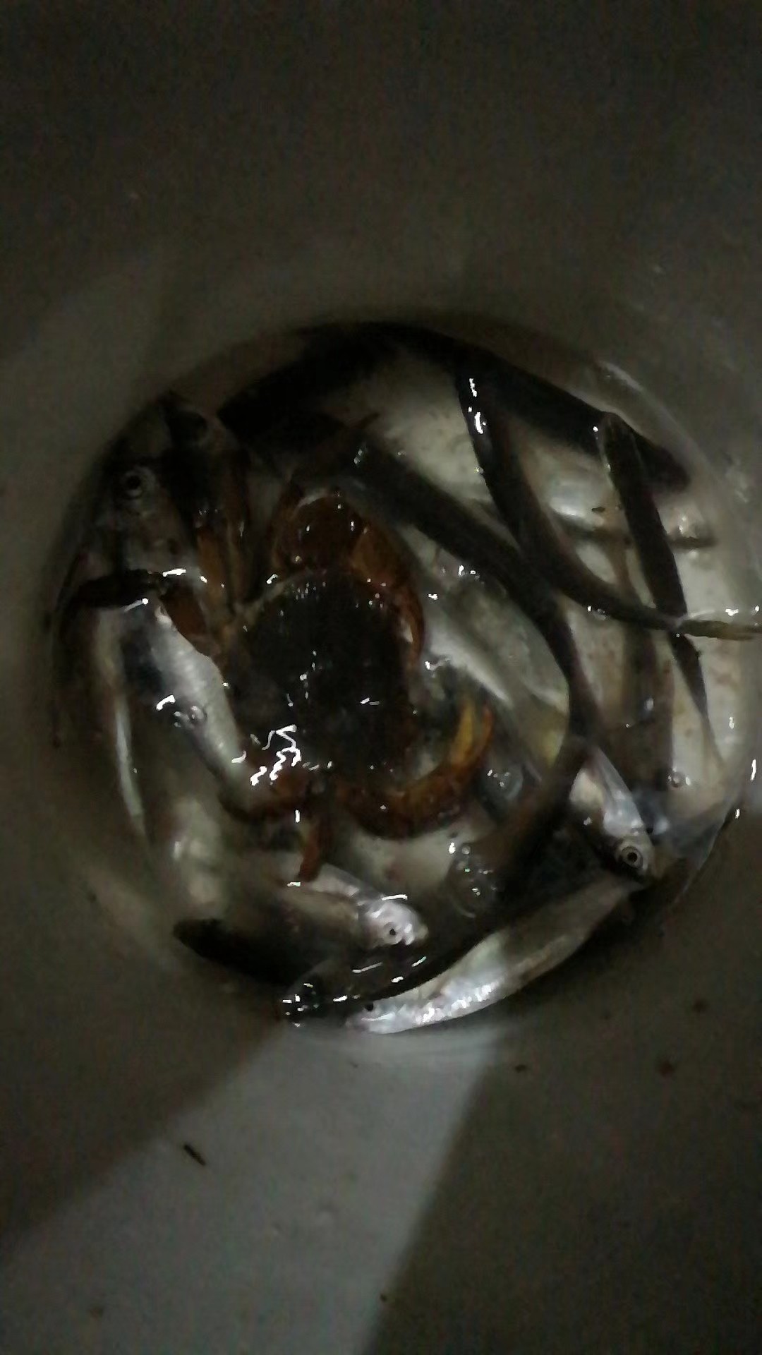 红虫有毒吗？用红虫挂饵应该注意什么？