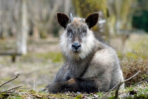 这些奇特生物你们见过吗,这些神奇的生物你都见过么