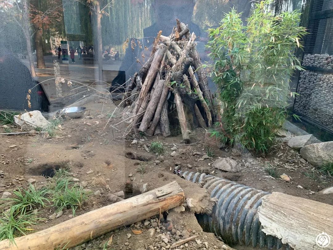 小动物生龙活虎,小动物活的