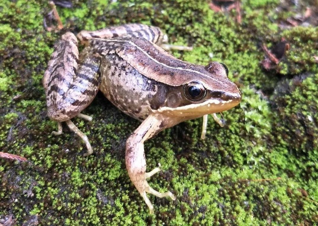会弹琴的鱼,弹琴蛙图片