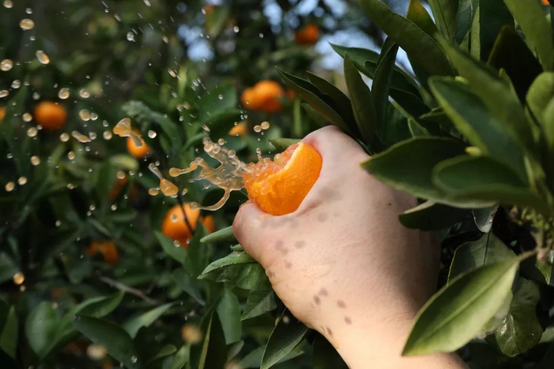 轻轻一咬满口汁水酸酸甜甜,轻轻一咬满嘴甜汁