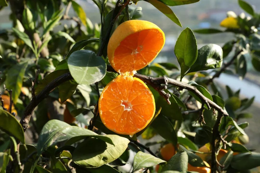 轻轻一咬满口汁水酸酸甜甜,轻轻一咬满嘴甜汁