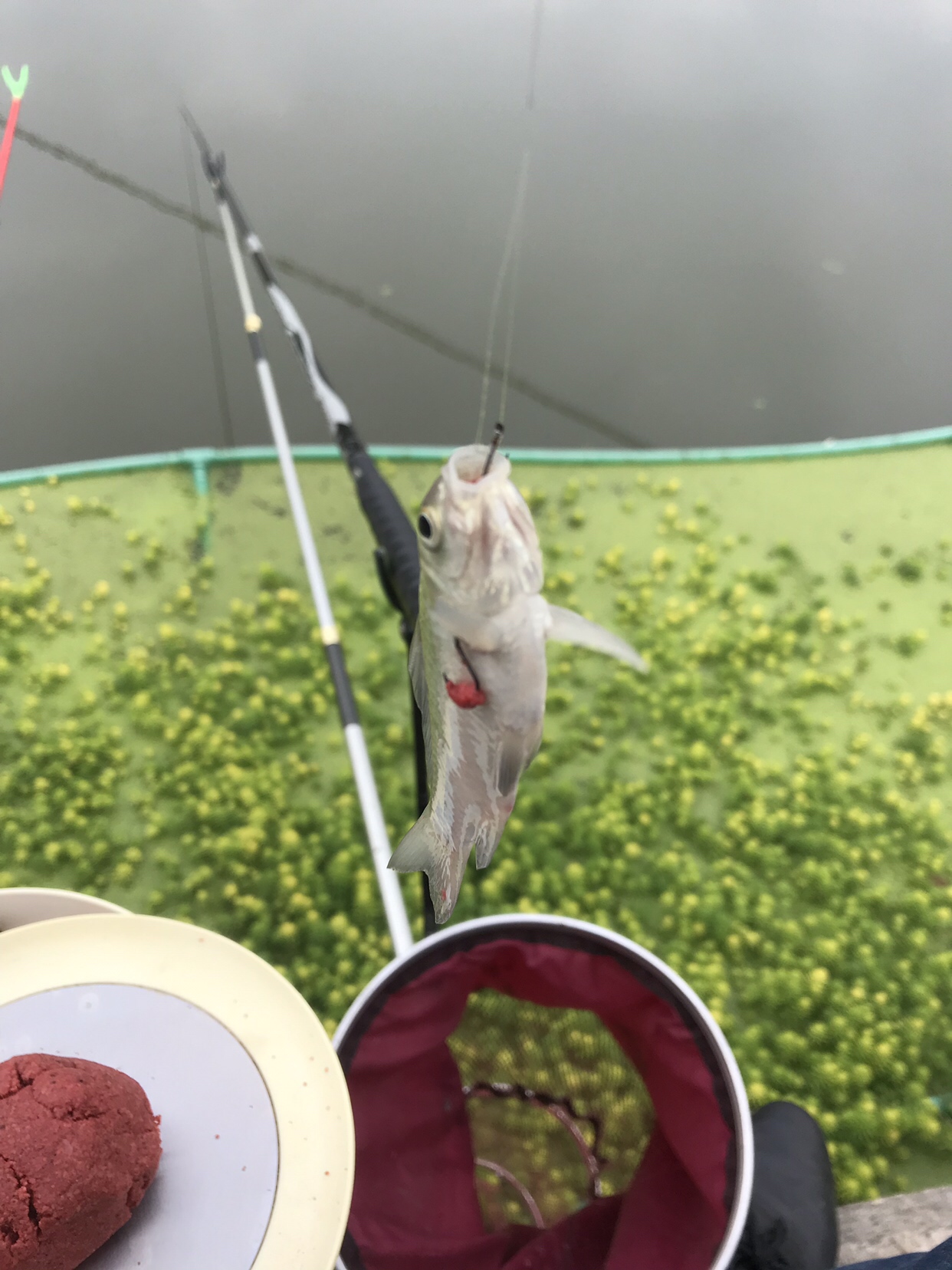 野钓垂钓实录,野钓钓鱼视频实战