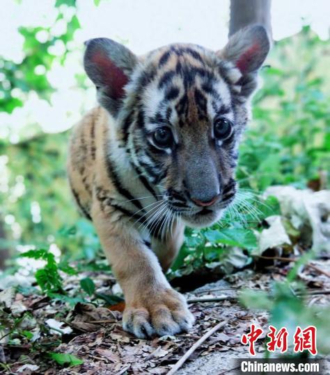 华南小虎崽,韶关喜迎两只华南虎幼崽