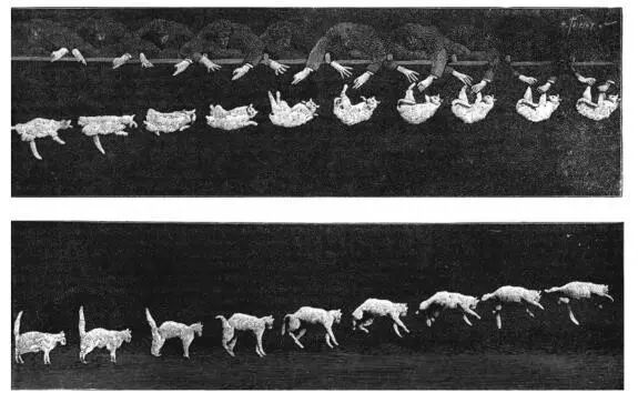 猫空中转体的动力学,猫空中转身的力学原理