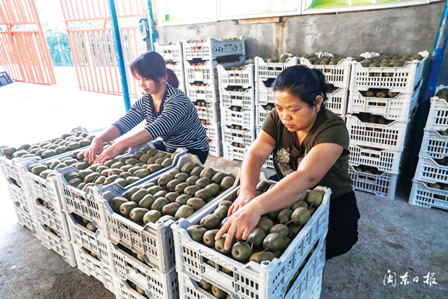 一条“红纽带”牵起两地情——闽浙边界*党**建联盟促乡村振兴侧记