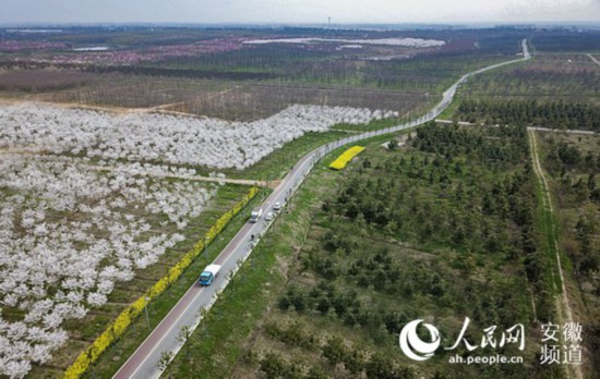 官亭林海:“江淮脊背”上的生态绿地