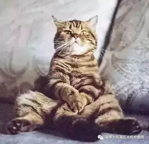 我是一只猫直播,我是一只猫现场