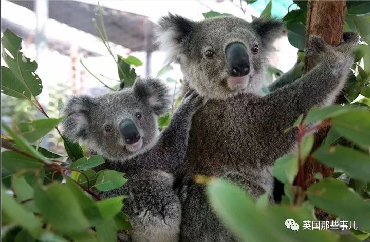 考拉面临功能性灭绝英语答案,导致考拉功能性灭绝的主要原因是