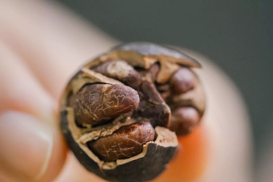 广东人连买6罐，杭州人连买12罐的杭州特产|饱记上新