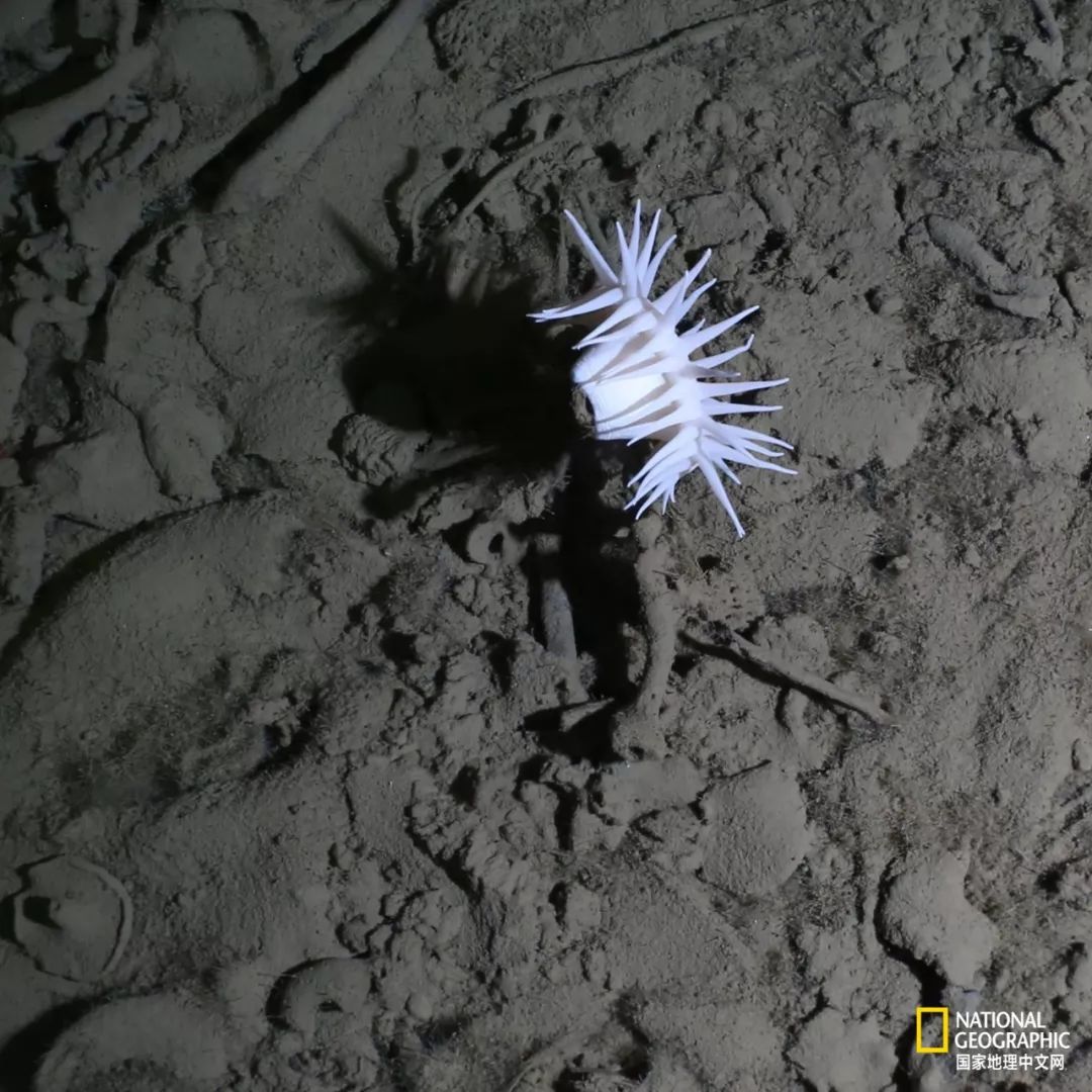 外星生物会长什么样子,外星生物真的存在吗