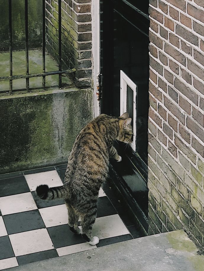 各种猫咪的博物馆,猫咪博物馆都有哪些猫