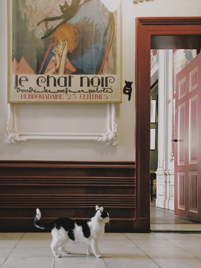 各种猫咪的博物馆,猫咪博物馆都有哪些猫