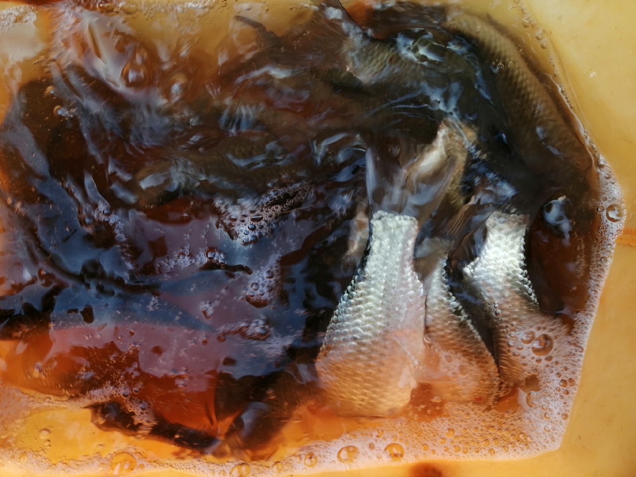 探钓偶遇小钓友怎么说,钓场用什么搭钓台