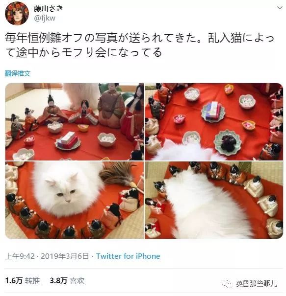 盘点喵星人的高光时刻,最好看的喵星人图片