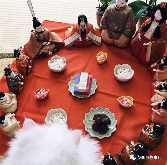 喵星人的日常图片大全,最好看的喵星人图片