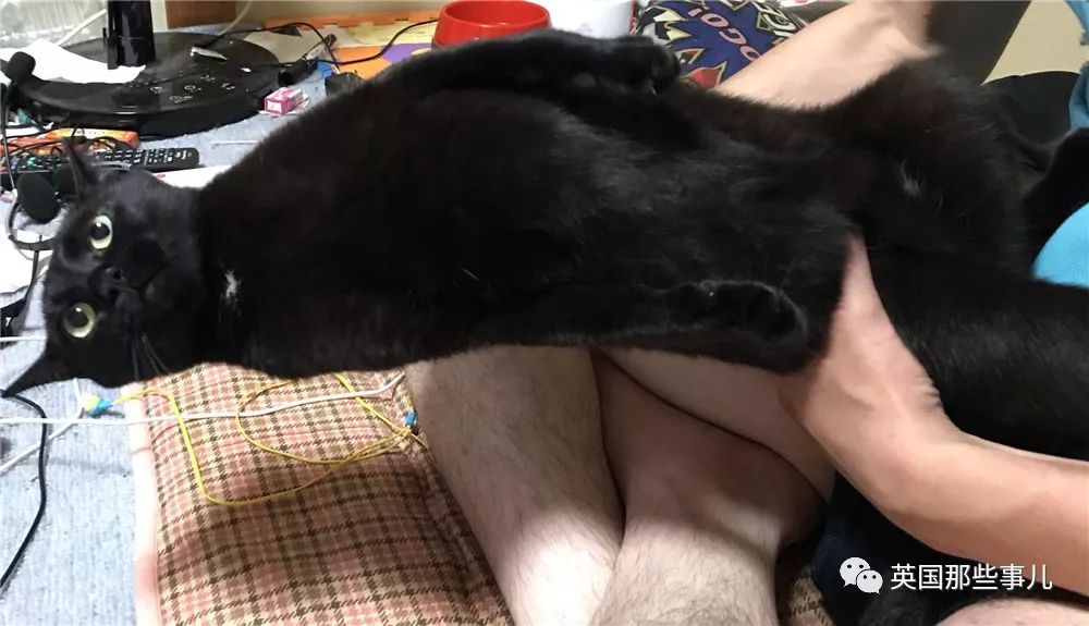 盘点喵星人的高光时刻,最好看的喵星人图片