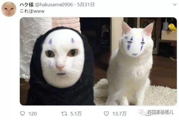 喵星人的日常图片大全,最好看的喵星人图片