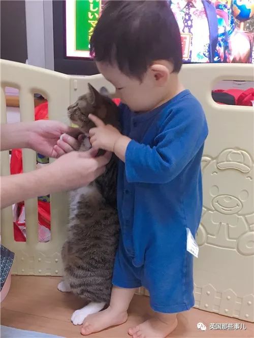 喵星人的日常图片大全,最好看的喵星人图片