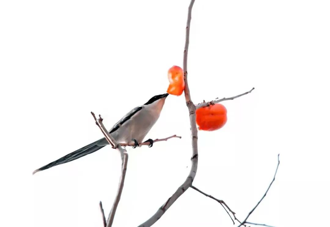 瞒不住了!昌平天空划过一群“小精灵”!可爱的那种!