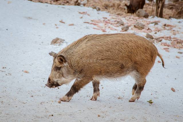 镜泊湖冬日瀑布,冬天镜泊湖吊水楼瀑布