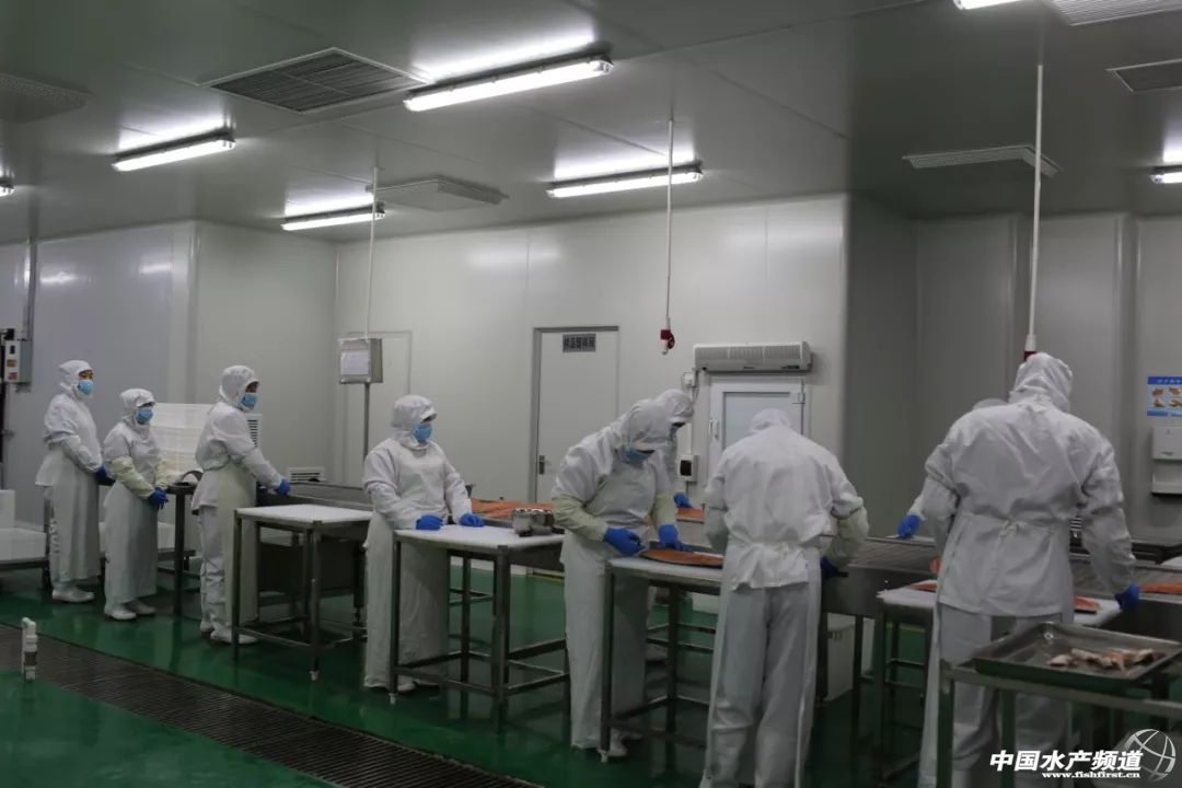 全国最大三文鱼批发市场,全国三文鱼进货渠道在哪里