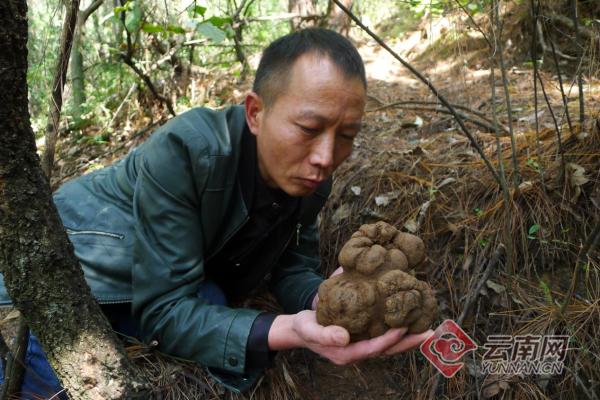 云南最大的野生松露,黑松露黑钻石