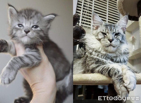 从欧洲带回「软萌小猫」1年后变超巨大！　妈傻眼：遇到诈骗？