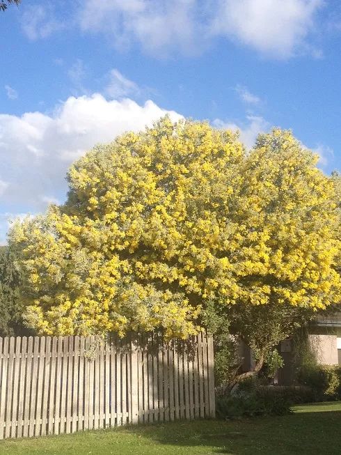 苏门答腊犀牛在2021年灭绝了没有,苏门答腊犀牛灭绝原因