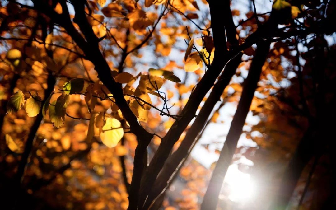 央视怀旧经典背景音乐,央视经典背景音乐排名