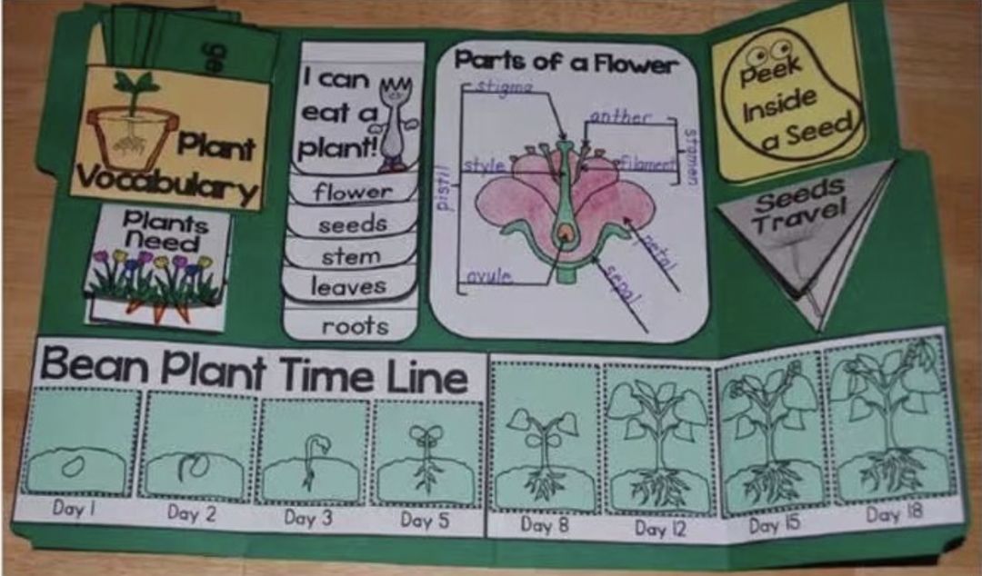 怎么制作lapbook主题翻翻书,lapbook翻翻书制作教程