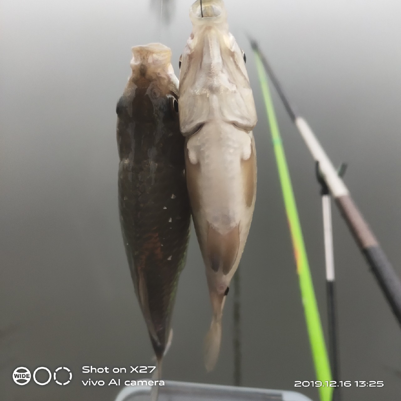 春天小雨天钓鲫鱼技巧和方法,钓鲫鱼的正确方法与技巧