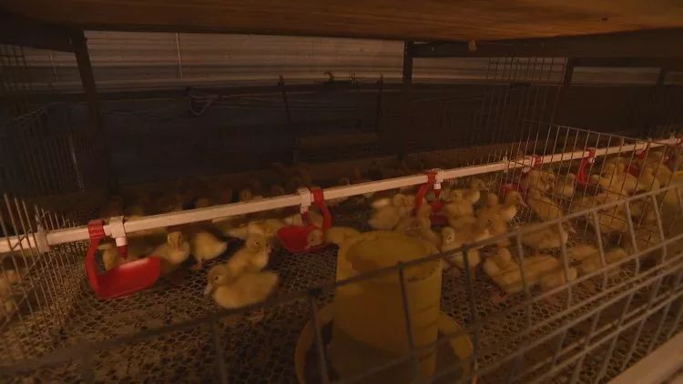 生态养鸭促振兴,发展蛋鸭产业推进乡村振兴