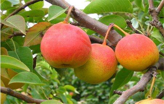 六种寓意好的水果记得收藏,咳嗽吃什么水果最好最快止咳