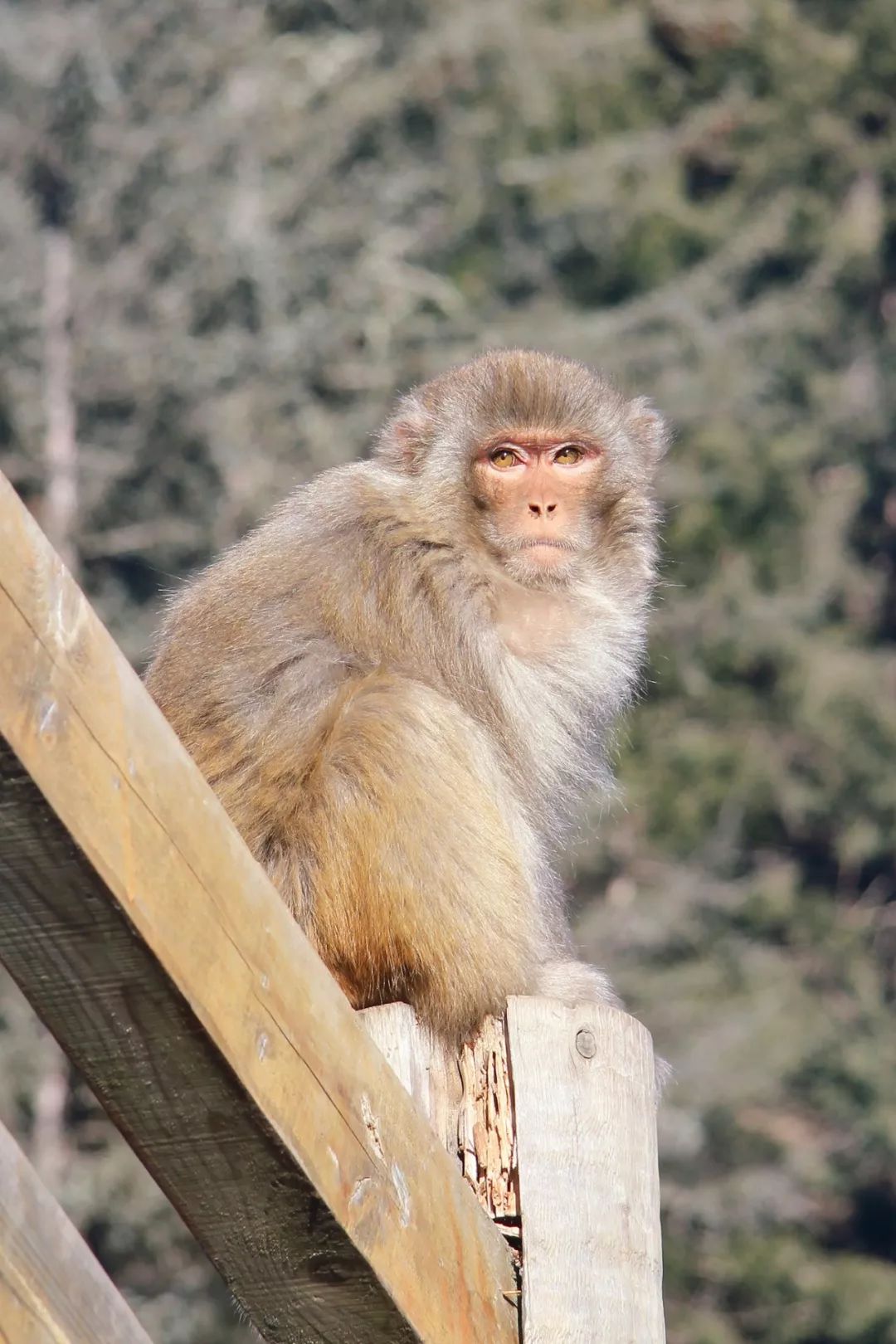 航拍阿坝农村视频,阿坝风景全景视频
