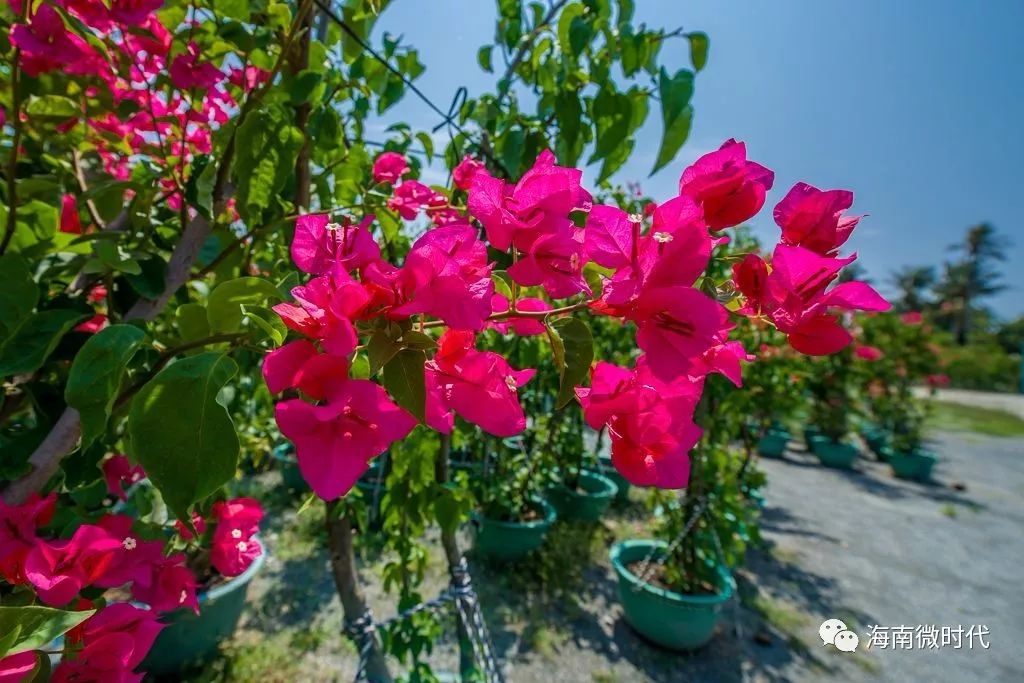 把地图画成画,海南的地图是怎么画的