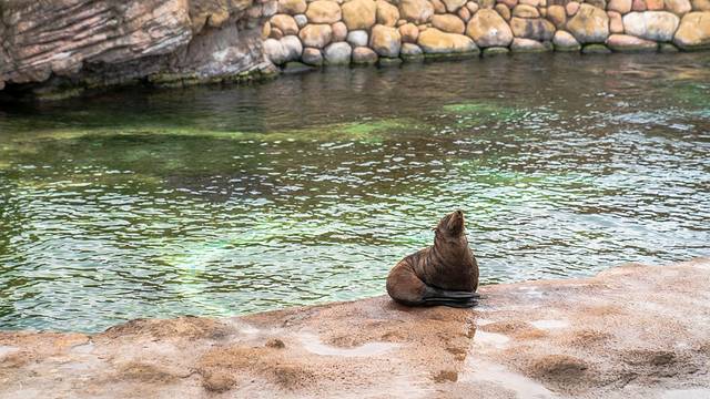 长隆海洋王国海底机动船,珠海长隆海洋王国鲸鲨馆海底区
