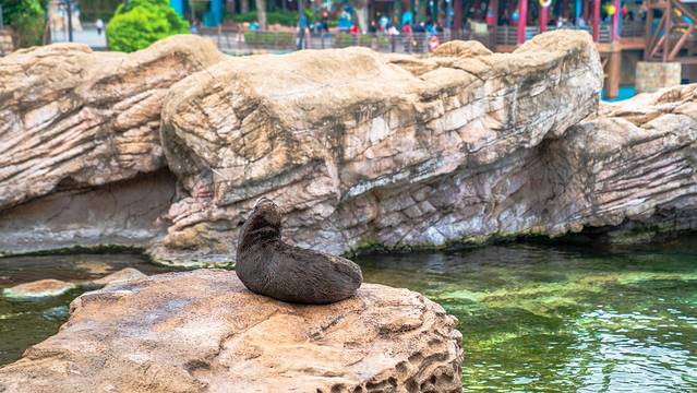 珠海长隆海洋王国海底夜宿,珠海长隆海洋王国鲸鲨馆海底区