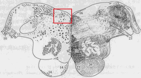 聊一聊舌下神经周核：一组与平衡功能息息相关的核团丨“晕”筹帷幄