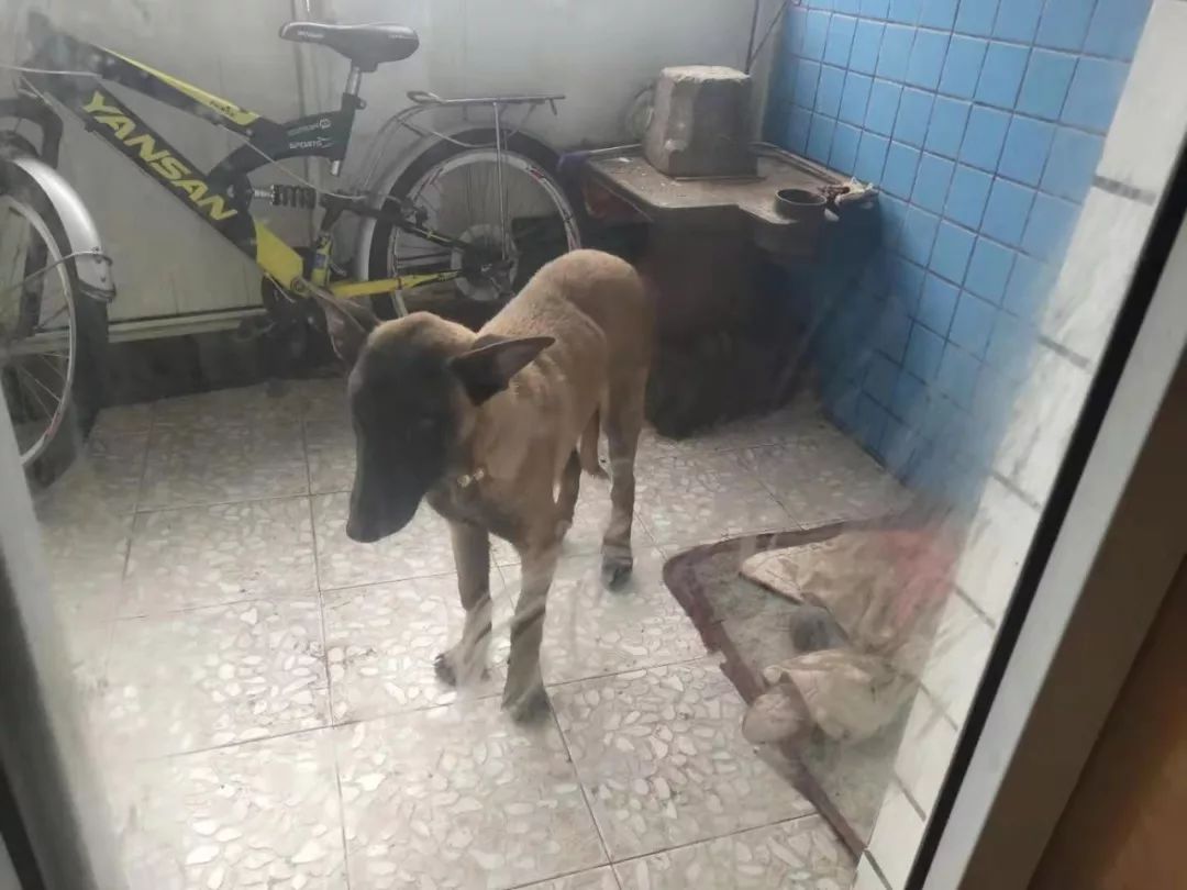 网络问政|小区屋顶建场养烈性犬，乌当区创新派出所：限7日内处理