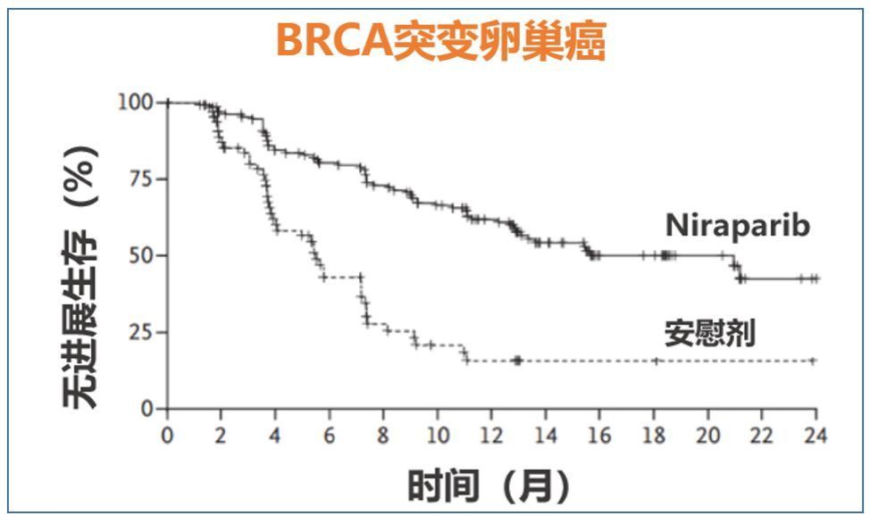 从轰动全球到不能验证,尼拉帕利国内上市时间