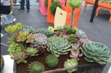 电商卖多肉植物挣钱吗,电商创富记视频