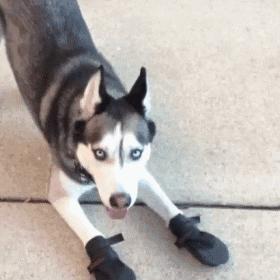 狗狗太活泼不粘人怎么办,狗狗太活泼有多动症怎么办