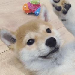 狗狗太活泼不粘人怎么办,狗狗太活泼有多动症怎么办