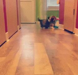 angelababy的双眼皮是什么情况,angelababy的脸整过容吗