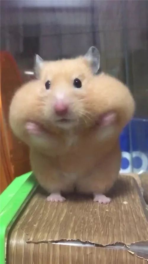 日推网友鼠年仓鼠腮帮子大赛，满屏圆滚滚毛茸茸敲可爱