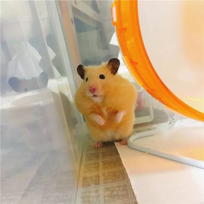 日推网友鼠年仓鼠腮帮子大赛，满屏圆滚滚毛茸茸敲可爱