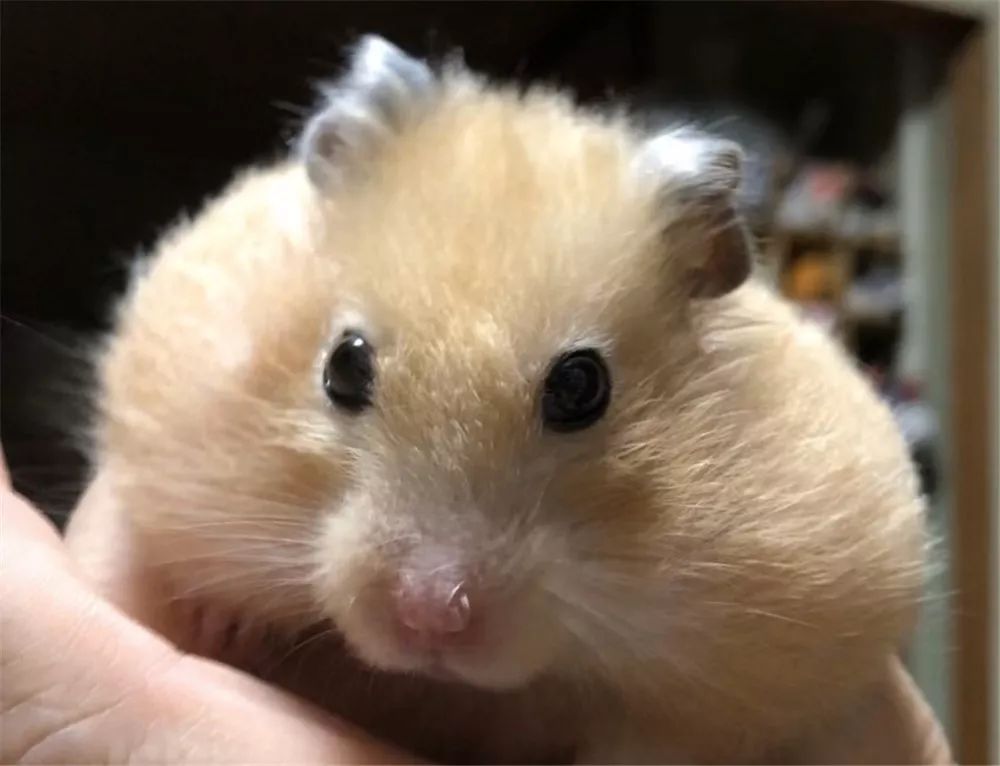 日推网友鼠年仓鼠腮帮子大赛，满屏圆滚滚毛茸茸敲可爱