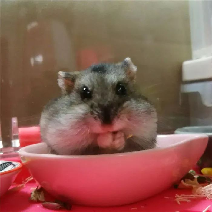 日推网友鼠年仓鼠腮帮子大赛，满屏圆滚滚毛茸茸敲可爱